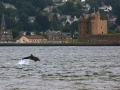 Sailing with the dolphins